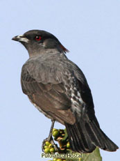 Red-Crested_Cotinga