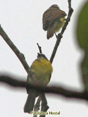 Rusty-margined Flycatcher