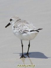 Sanderling