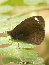 Satyrinae-Pedaliodes sp