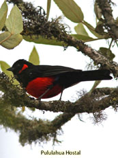 Scarlet-bellied Mountain Tanager