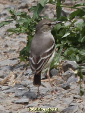 Short-tailed Field-Tyrant