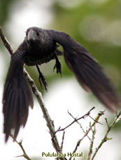 Smooth-billed Ani