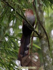 Squirrel Cuckoo