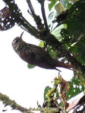 Streak-headed Woodcreeper