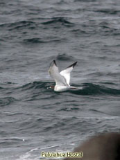 Swallow-tailed gull