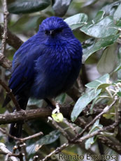 Tit-like Dacnis - Male