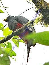 Trogon del Choco