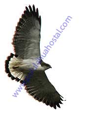 Variable Hawk