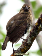 Vegetarian Finch-Camarhynchus crassirostris