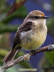 Vermilion Flycatcher Female