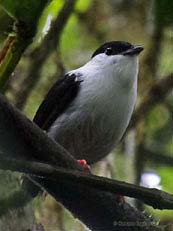 White-bearded Manakin