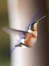 White-bellied-Woodstar_Female