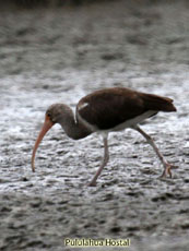 White Ibis Juvenile