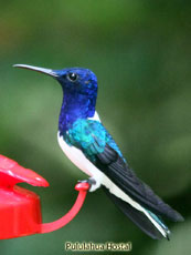 White-necked-Jacobin_Florisuga-mellivora