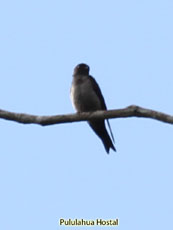 White-thighed Swallow