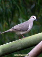 Pallid Dove