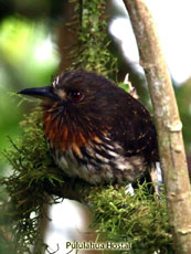 White-whiskered Puffbird